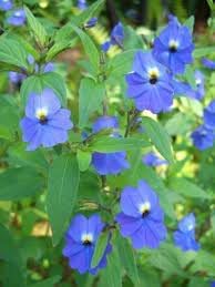 Heirloom Browallia Flower Seeds – Non-GMO Seeds for Colorful Garden Planting