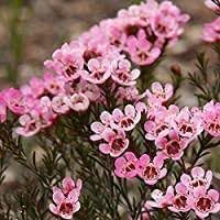 Geraldton Wax Flower Seeds for Planting - 100 pcs
