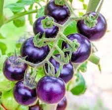 Purple Tomato Vegetable Fruit Seeds for Planting - NON GMO Seeds