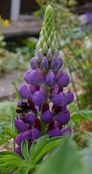 Lupine Flower Seeds Violet for Planting 100 pcs