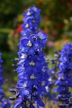 Organic Blue Matthiola Incana Flower Seeds for Planting ƒ?? Heirloom, Non-GMO