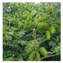 Caesalpinia Bonducella Plant Seeds for Planting - 100 Pcs pcs