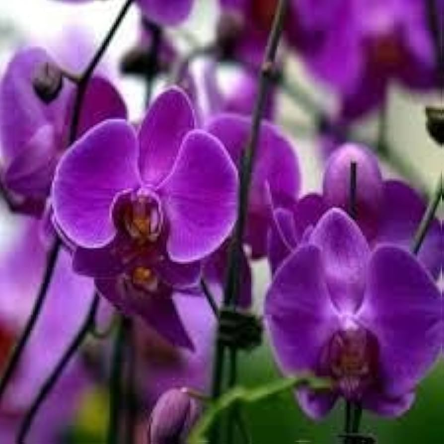 Purple Butterfly Orchid flower seeds for planting in home garden