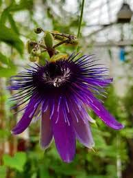 Passiflora Flower Seeds for planting in home garden