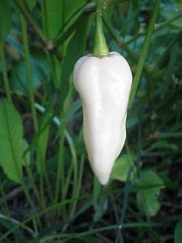 White Hot Pepper Seeds for Planting heirloom & Non-GMO Seeds