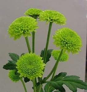 Green Chrysanthemum Flower Seeds - 100 pcs for planting in your garden.