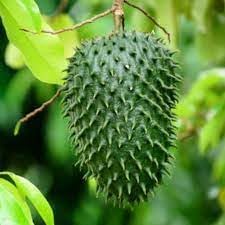 Guanabana Fruit Seed Collection for Tropical Delight 100 Pcs pcs
