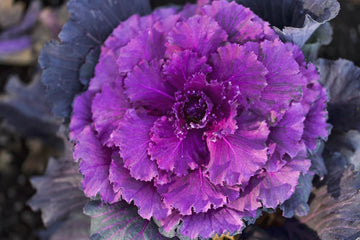 Ornamental Kale Seeds for Planting - 100 Pcs pcs