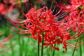 Lycoris Plant Seeds for Planting – Organic, Heirloom, Non-GMO Spider Lily Seeds
