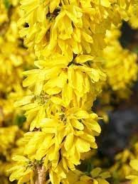 Forsythia Flower Seeds for Planting - NON GMO Seeds
