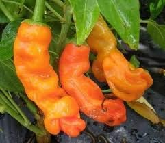 Orange Chili Seeds for Planting - 100 Pcs pcs