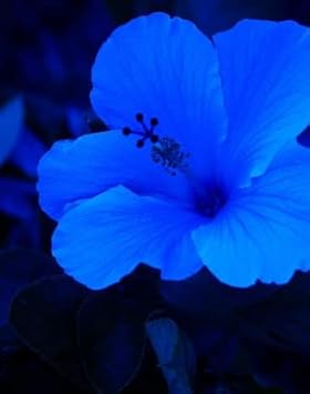 Hibiscus Dark Blue Flower Seeds for Planting - Heirloom Seeds for Beautiful Home Garden