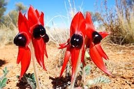 Sturt's Flower Seeds for Planting - NON GMO Seeds