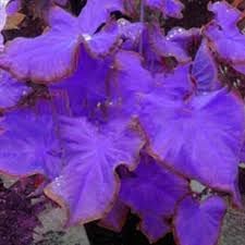 Caladium Leaf Plant Seeds for Planting - NON GMO Seeds