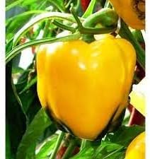 Capsicum Vegetable Seeds for Planting heirloom & Non-GMO Seeds