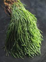 Agretti Plant Seeds for Planting - NON GMO Seeds