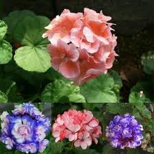 African Flower Planting Seeds for Garden NON GMO Seeds
