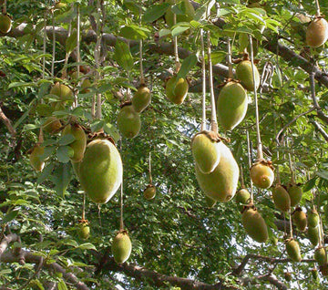 Adansonia Digitata Baobab Fruit Seeds