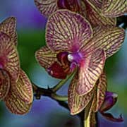 Orchid Cymbidium Flower Seeds - Heirloom Non-GMO Planting Seeds