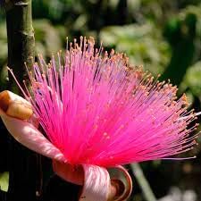 Heirloom Ellipticum Flower Seeds for Garden Planting, Non-GMO, Tropical Ornamental Blooms