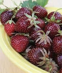 Burgundy Strawberry Fruit Seeds for Growing Deep, Rich-Tasting Strawberries