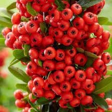Pyracantha Fruit Seeds - 100 Pcspcs, Hardy Shrubs for Growing Berries 100 Pcs pcs