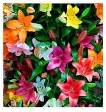 Lluvia Flower Seeds for Planting – Organic, Heirloom, Non-GMO Rain Flower Garden Seeds for planting in your garden.