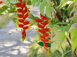 Heliconia Wagneriana Seeds for Planting - NON GMO Seeds