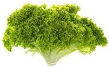 Batavia Lettuce Vegetable Seeds for Planting - 100 Pcs pcs