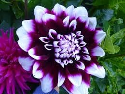 Purple Beard Dahlia Flower Seeds for Garden - NON GMO Seeds