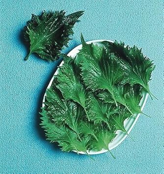 Perilla Vegetable Seeds for Planting - 100 Pcs pcs