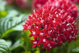 Pentas Lanceolata Flower Seeds – Heirloom Non-GMO Seeds for Pollinator-Friendly and Tropical Garden Planting