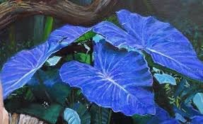 Bicolor Plant Seeds for Planting - NON GMO Seeds