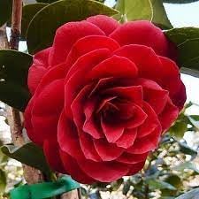 Organic Camellia Japonica Flower Seeds for Planting ƒ?? Heirloom, Non-GMO