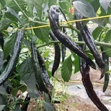 Pasilla Bajio Chile Pepper Seeds for Planting, 100 Pcs pcs
