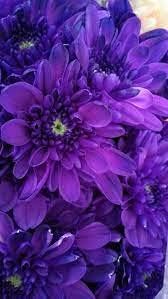 Organic Heirloom Non-GMO Blue Violet Chrysanthemum Seeds for Planting – Garden Blooms