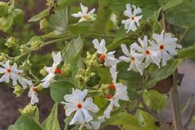 Jasmine flower seeds - NON GMO Seeds