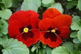Viola Red Blue Flower Seeds for Planting - NON GMO Seeds