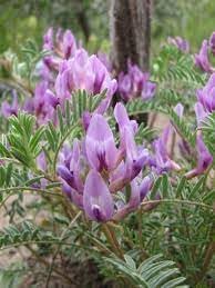Astragalus Crassicarpus Flower Seeds Heirloom Non GMO Planting - 100 pcs for planting in home garden