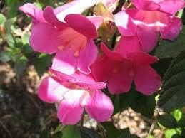 Pink Climbing Foxglove Flower Seeds for Planting - NON GMO Seeds
