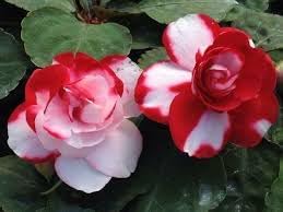 Camellia Impatiens Flower Seeds for Planting - NON GMO Seeds