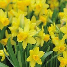 Narcissus Asturiensis Flower Seeds for Planting - 100 pcs