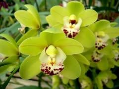 Green Butterfly Orchid Flower Seeds – Heirloom Non-GMO Exotic Blooms for Garden Planting