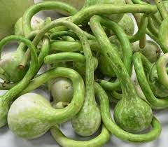 Dipper Pumpkin Vegetable Seeds for Planting heirloom & Non-GMO Seeds