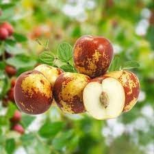 Shanlix jujube Ziziphus seeds for planting