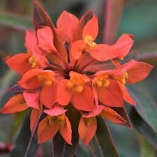 Heirloom Euphorbia Griffithii Flower Seeds for Planting, Non-GMO
