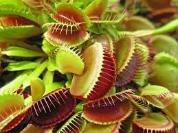 Carnivorous Plant Seeds for Garden Planting - NON GMO Seeds