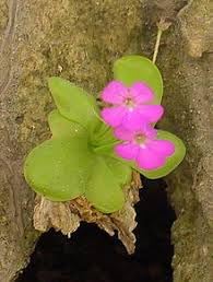 Moranensis Flower Seeds Heirloom Non GMO Planting - 100 pcs for planting in home garden