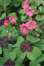 Oxalis Flower Planting Seeds for Garden NON GMO Seeds for planting in home garden