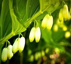 Green Polygonatum (Solomon’s Seal) Plant Seeds for Planting-Garden Elegance – Fresh Herb for Your Garden